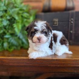 Jack-Be-Little - Brown male Schnoodle puppy in Grove, Oklahoma from Grand Lake Poodles & Doodles
