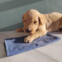 Milo - Cream male Goldendoodle puppy in Apache Junction, Arizona from Loving Doodle
