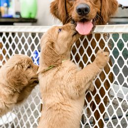 Golden Retriever Puppies from Salty Goldens