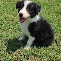 Border Collie Puppies from Bond Border Collies