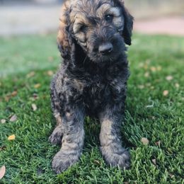 Aussiedoodle, Goldendoodle, and Poodle Puppies from Rebecca Creek Retrievers, LLC