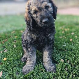 Aussiedoodle, Goldendoodle, and Poodle Puppies from Rebecca Creek Retrievers, LLC