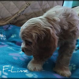 Cocker Spaniel Puppies from -PrincetonzSpanielz-