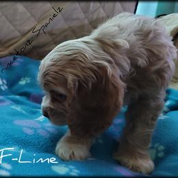 Cocker Spaniel Puppies from -PrincetonzSpanielz-