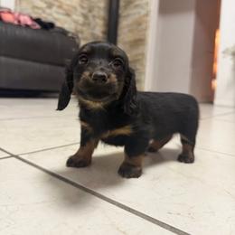 Girl 1 - Black and tan female Dachshund puppy in Stilwell, Oklahoma from Double Down Doxies