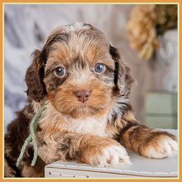 Lawrence - Merle male Cockapoo puppy in Connersville, Indiana from Deaz Doodle Ranch