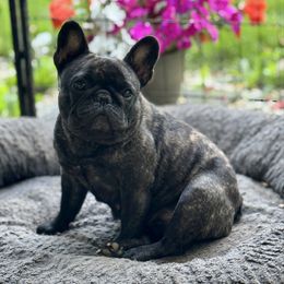 Carly - French Bulldog