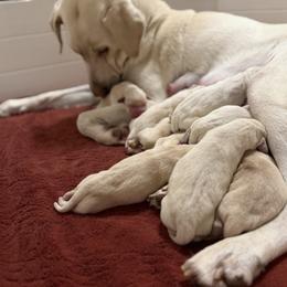 Ruby - Yellow female Labrador Retriever puppy in Sweet Home, Oregon from Knotty Creek Labradors