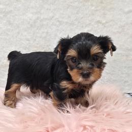 Lola - Blue and gold female Yorkshire Terrier puppy in Monticello, Iowa from Ashley’s Puppies