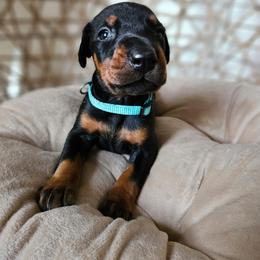 Apollo (blue) - Black and rust male Doberman Pinscher puppy in Hamilton, Ohio from Little Dragon Dobermans