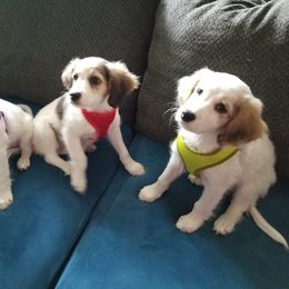 Companion Cross Puppies from Mandala Dogs