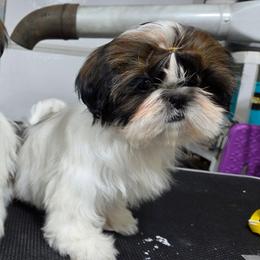 Mystic - Red and white female Shih Tzu puppy in Riverside, California from Raincross Shih Tzu