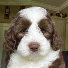 Aspen - Chocolate female Australian Labradoodle puppy in Chuluota, Florida from Delano Australian Labradoodles