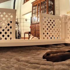 Girl 1 - Belgian Laekenois puppy in St. Tammany Parish County, Louisiana from Guenshci's Belgian Laekenois