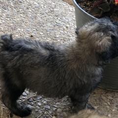 Bouvier des Flandres Puppies from Seasons of Joy Farm and Ranch