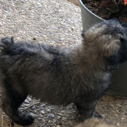 Bouvier des Flandres Puppies from Seasons of Joy Farm and Ranch