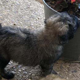 Bouvier des Flandres Puppies from Seasons of Joy Farm and Ranch