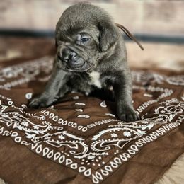 Brown-Straw carrier - Gray male Cane Corso puppy in Fritch, Texas from Carrie Brown's Cane Corsos