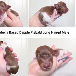 Tom - Dapple male Dachshund puppy in Quitman, Mississippi from S-and-A Kennels