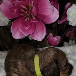 Dachshund Puppies from CLARK'S BREEDING PROGRAM