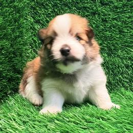 Apollo - Orange parti male Pomeranian puppy in Atlanta, Georgia from Merle Paws Pomeranians