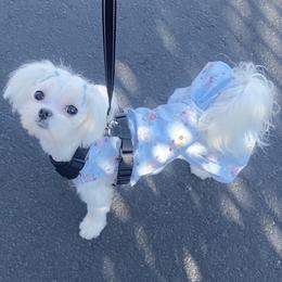 Maltese Puppies from B & O Maltese
