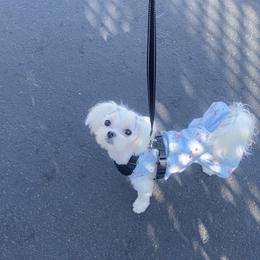 Maltese Puppies from B & O Maltese