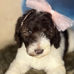 Dark Chocolate Godiva with Cream - Goldendoodle puppy in Charlotte, North Carolina from Ben and Jerry Doodles