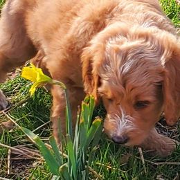 Boy 5 - Labradoodle puppy in Statesville, North Carolina from Labradoodles of the Foothills