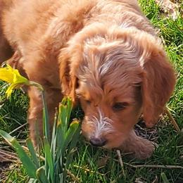 Boy 5 - Labradoodle puppy in Statesville, North Carolina from Labradoodles of the Foothills
