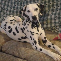 Ireland - Dalmatian