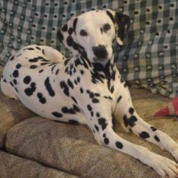Ireland - Dalmatian