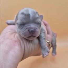 AKC Joffrey - Merle male Chihuahua puppy in Silver Summit, Utah from Snow Peak Kennel