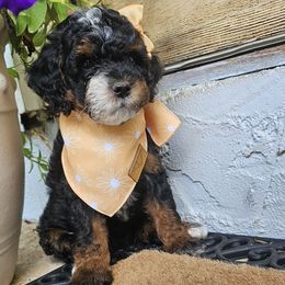 Dolly - Tri-color female Bernedoodle puppy in Decatur, Georgia from So Adoodable