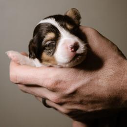 Timothy - Black and tan male Pembroke Welsh Corgi puppy in South Otselic, New York from Ridge Top Corgis