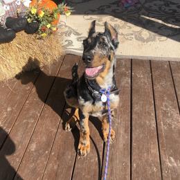 Beauceron and Doberman Pinscher Puppies from Elitehaus