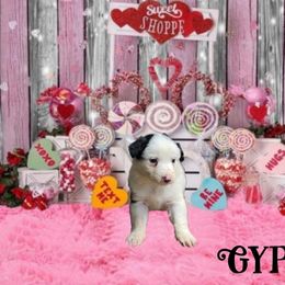 Gypsy - Border Collie puppy in Le Grand, California from Lonesome Me Border Collies