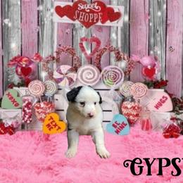 Gypsy - Border Collie puppy in Le Grand, California from Lonesome Me Border Collies