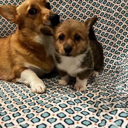 Pembroke Welsh Corgi Puppies from Camp Corgis