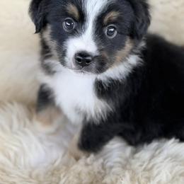 Aussiedoodle and Toy Australian Shepherd Puppies from Bar 4 Aussies