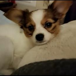 Lucy Tekle - White and sable Papillon puppy in Wainae, Hawaii from Furever Barks & Purrs