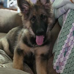 German Shepherd Puppies from Wehrhaus German Shepherds