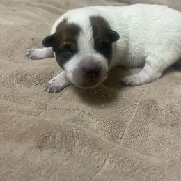 Blue boy - Red speckled Australian Cattle Dog puppy in Dillon, Montana from DPH Australian Cattle Dogs
