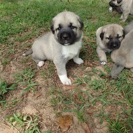 Kangal Puppies from DASA Ridge Kangals