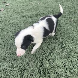 Boy 2 - Black and white male Border Collie puppy in Temecula, California from Joni Gibson's Border Collies