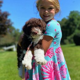 Portuguese Water Dogs from Flying Star PWD