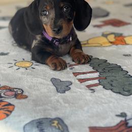Dachshund Puppies from Wonderland Weenies