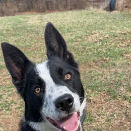 Sarge - Border Collie