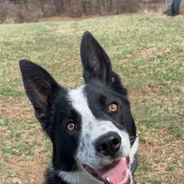 Sarge - Border Collie