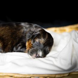 Poncho - Sable male Aussiedoodle puppy in Yantis, Texas from Marie Mini Aussies